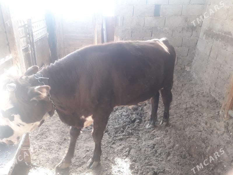 okuz - Jebel - img 2