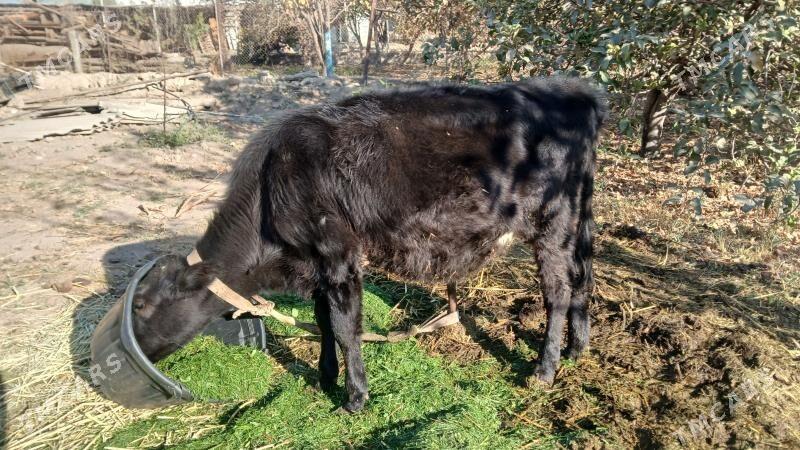 tuwe gibirit su nom 669946 - Gökje - img 1