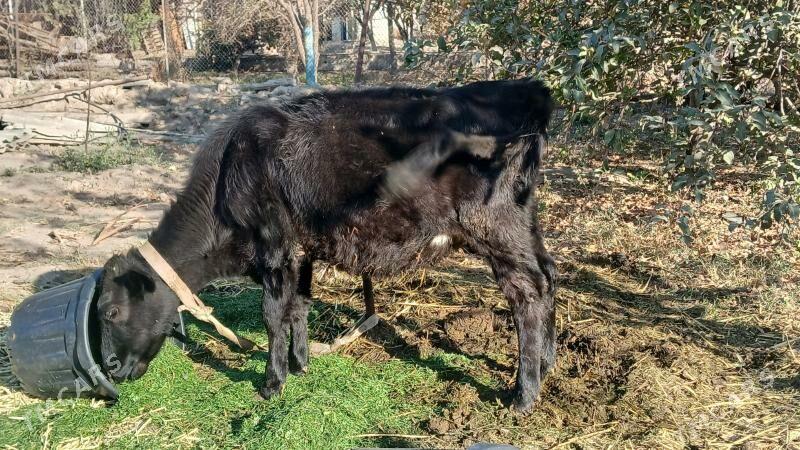 tuwe gibirit su nom 669946 - Gökje - img 4