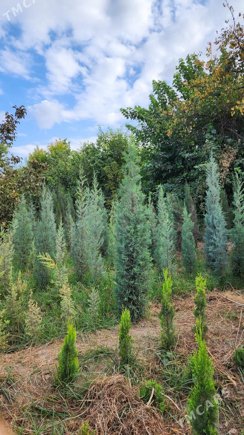 Kiparis. Кипарис - Aşgabat - img 2