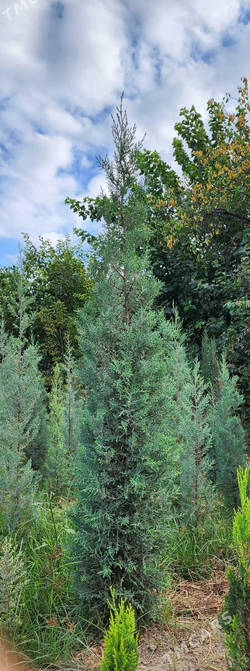 Kiparis. Кипарис - Aşgabat - img 1