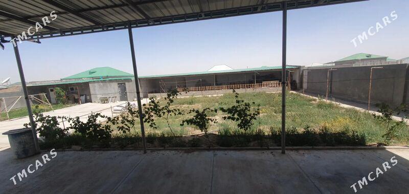 SATLYK PLAN JAÝ - Ak bugdaý etraby - img 8