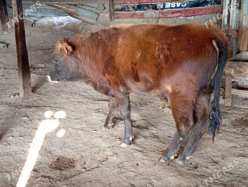 2 sany okuz - Гызыларбат - img 2