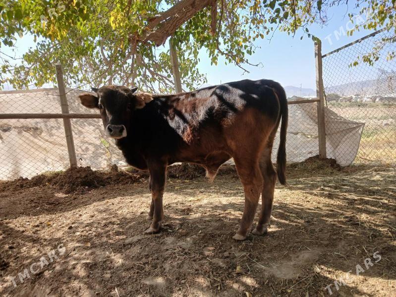 ökuz - Gökdepe - img 6