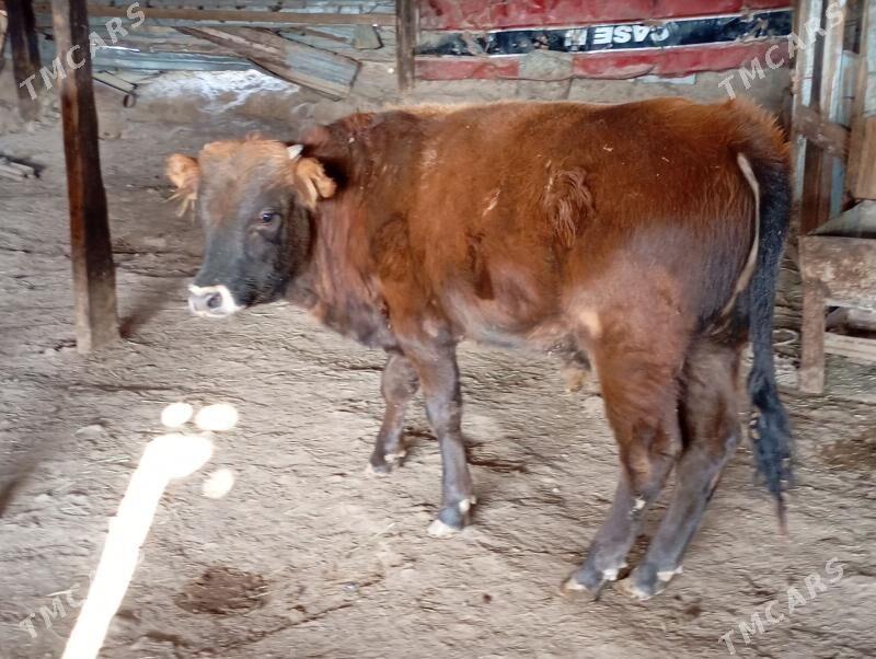 2 sany okuz - Гызыларбат - img 3