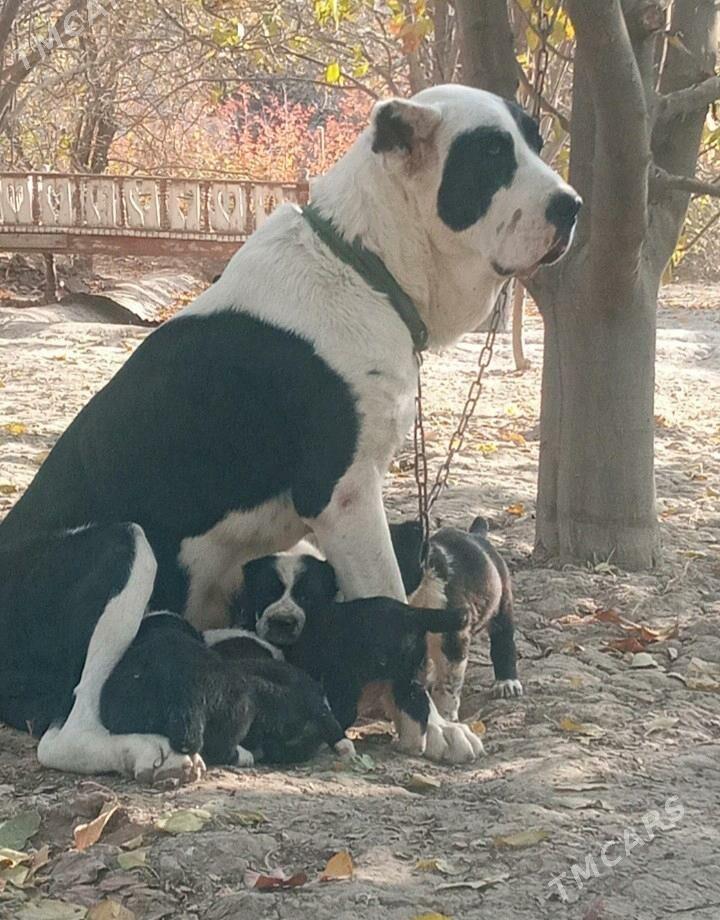 Alabaý Güjükler - Daşoguz - img 5