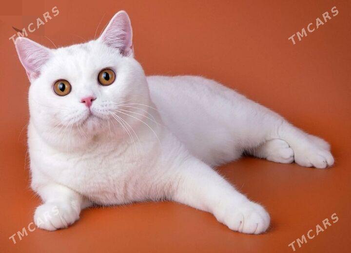 британская прямоухая кошечка - Дашогуз - img 1