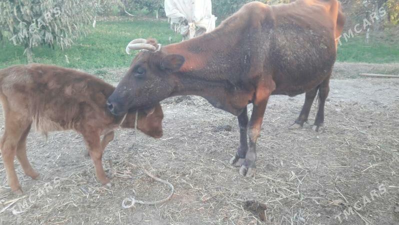 saglyk sygyr - Чарджоу - img 5