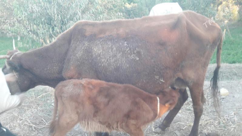 saglyk sygyr - Чарджоу - img 3