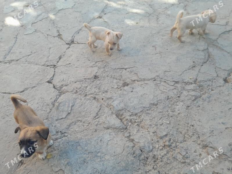 шинки - Туркменабат - img 2