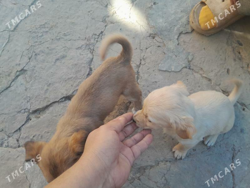 шинки - Туркменабат - img 3