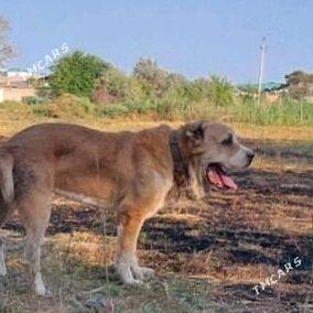 Alabaý Güjükler - Daşoguz - img 1