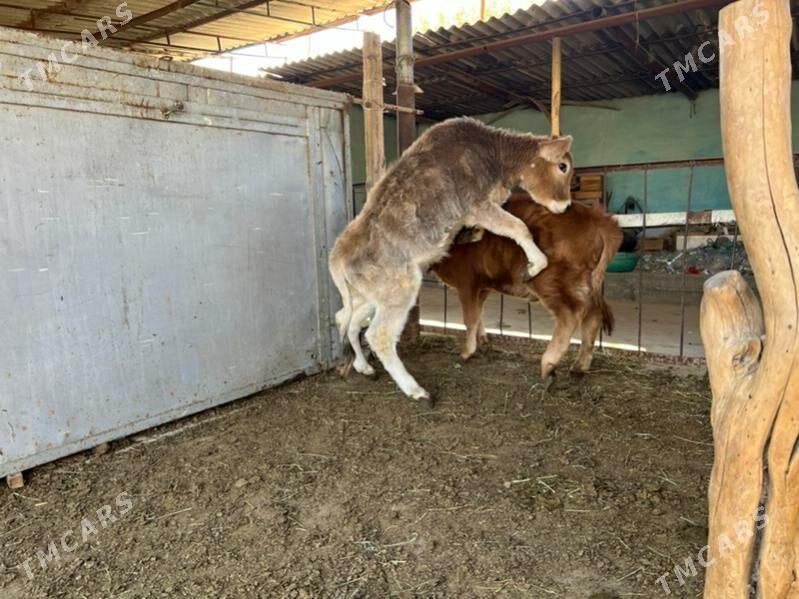 Goleli sygyr - Aşgabat - img 1