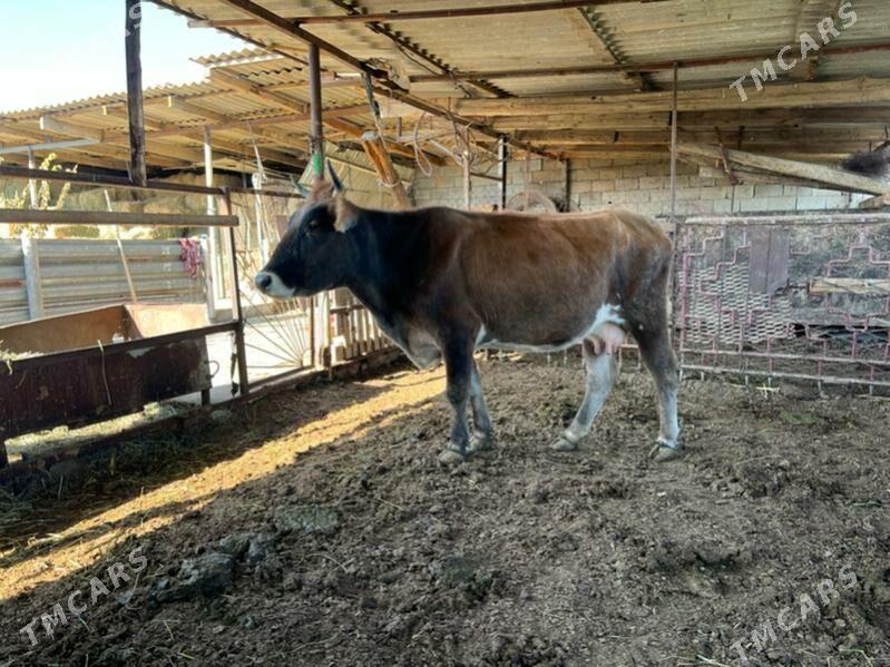 Goleli sygyr - Aşgabat - img 5