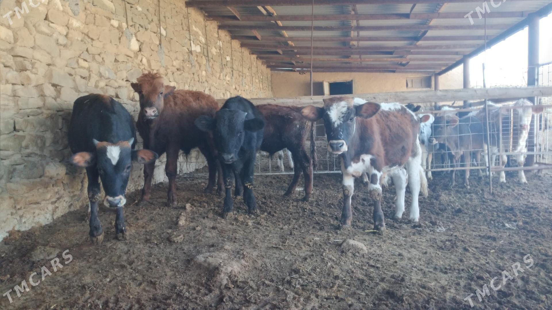 ÖKÜZ - Gyzylarbat - img 4