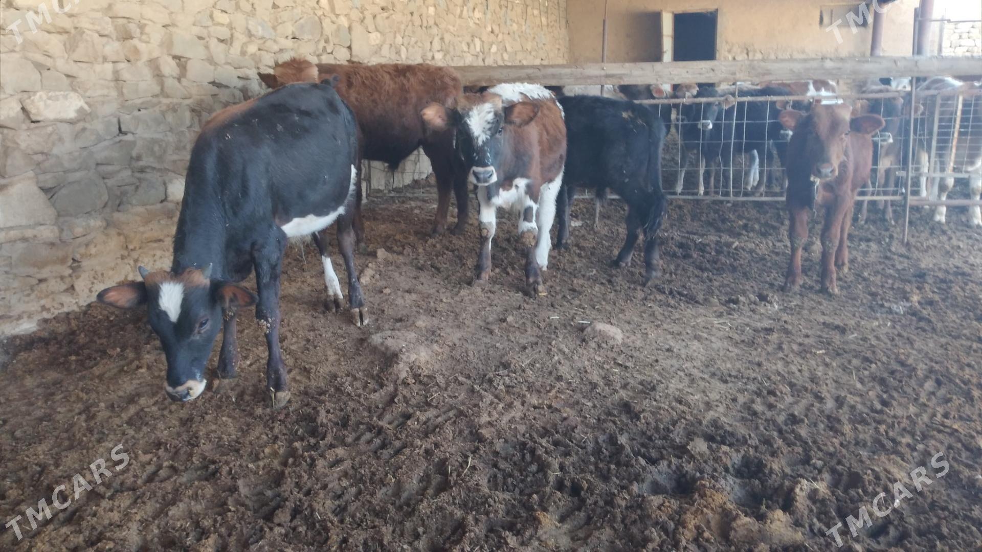 ÖKÜZ - Gyzylarbat - img 3