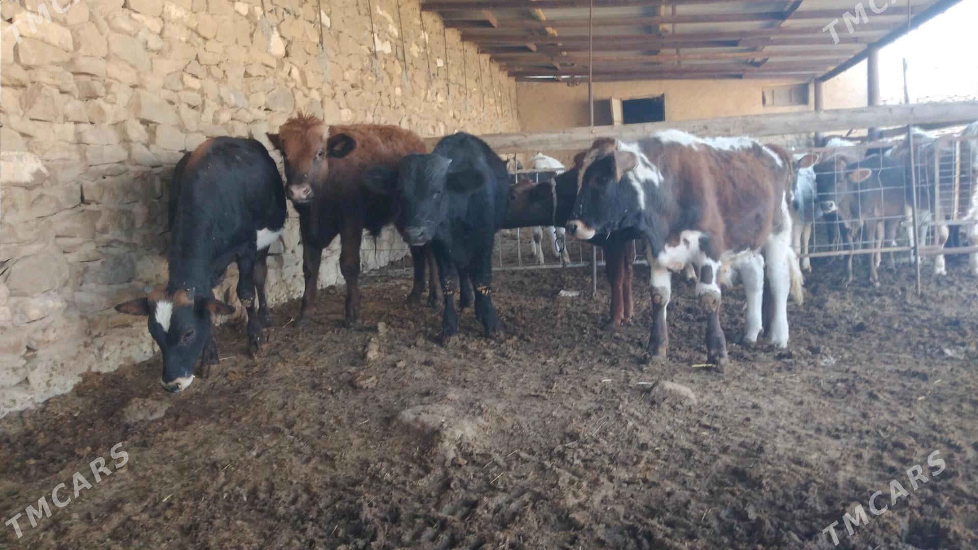 ÖKÜZ - Gyzylarbat - img 6