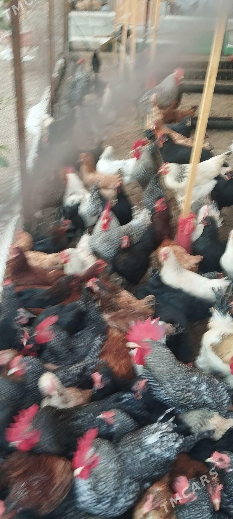 Dominat we Ataks ýumurtg - Änew - img 2