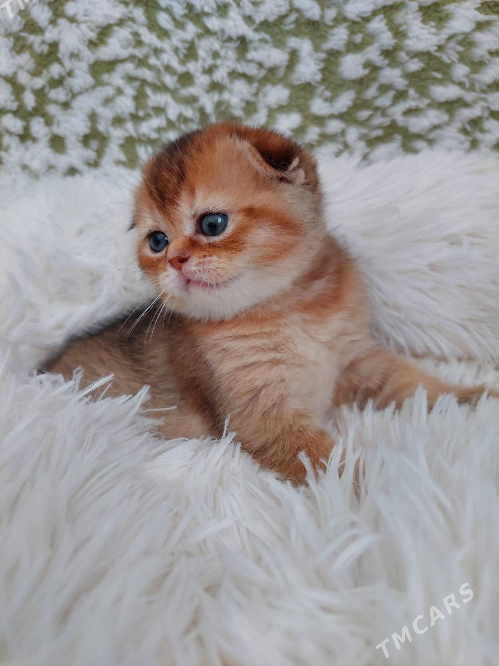 Золотая Шиншилла - Aşgabat - img 4