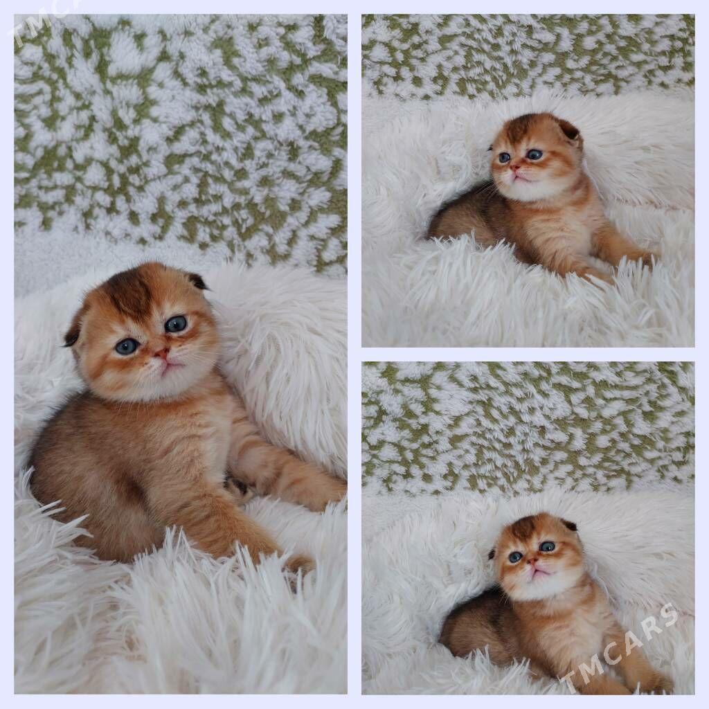 Золотая Шиншилла - Aşgabat - img 1