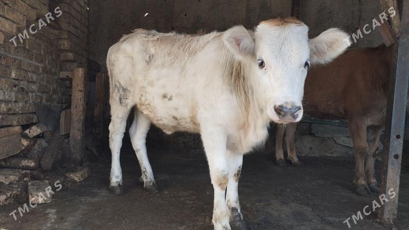 tuwesimental garylan - Aşgabat - img 2