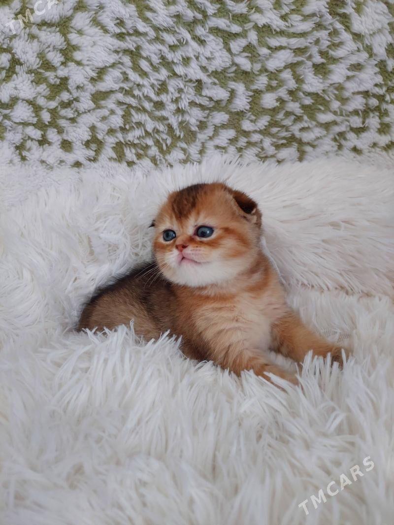 Золотая Шиншилла - Aşgabat - img 3