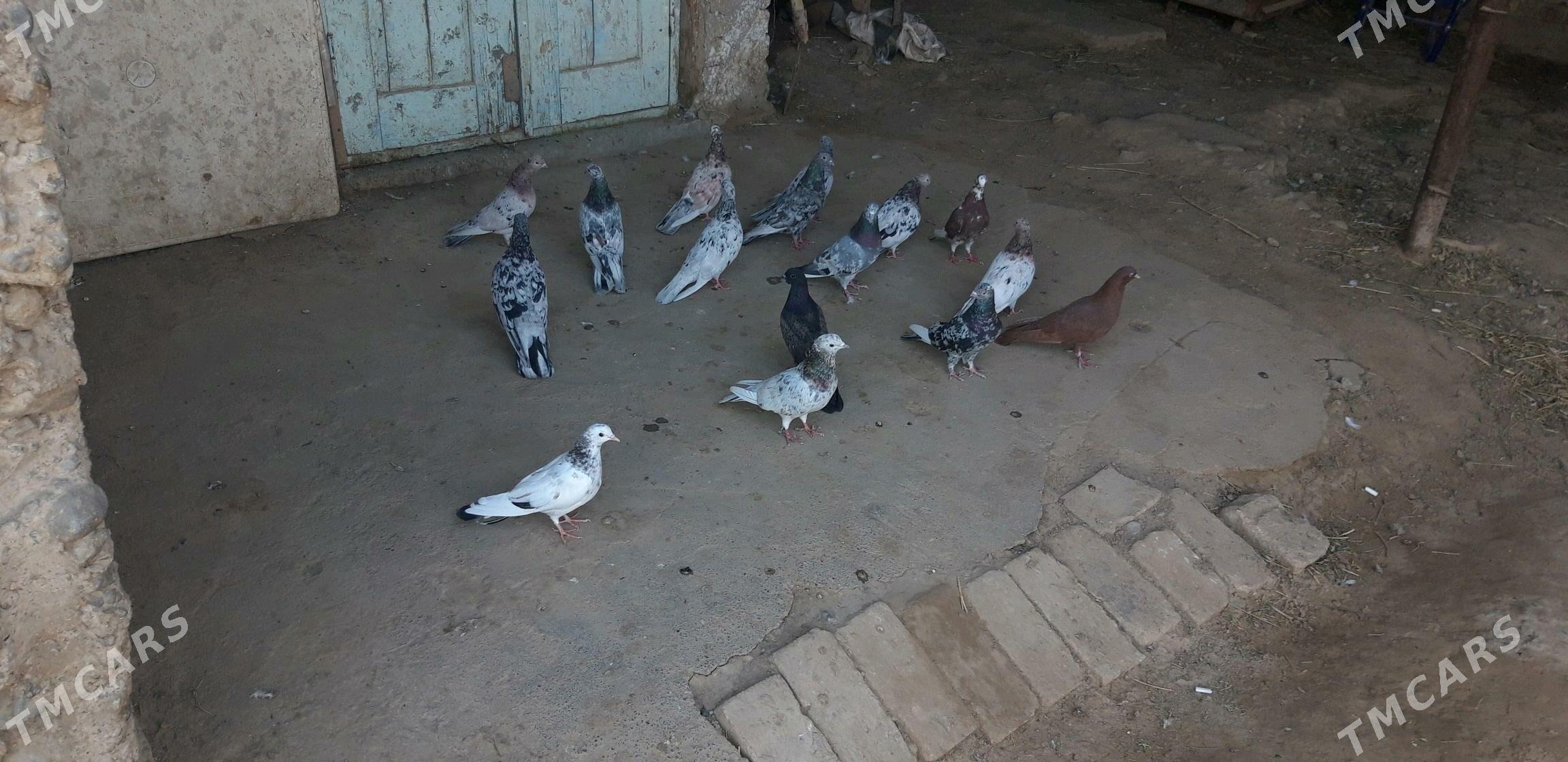 kepderi - Ak bugdaý etraby - img 3