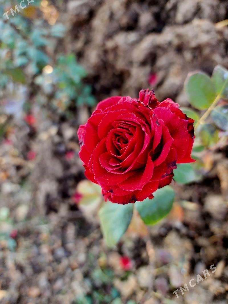 Roza .Bägül. Роза - Aşgabat - img 5