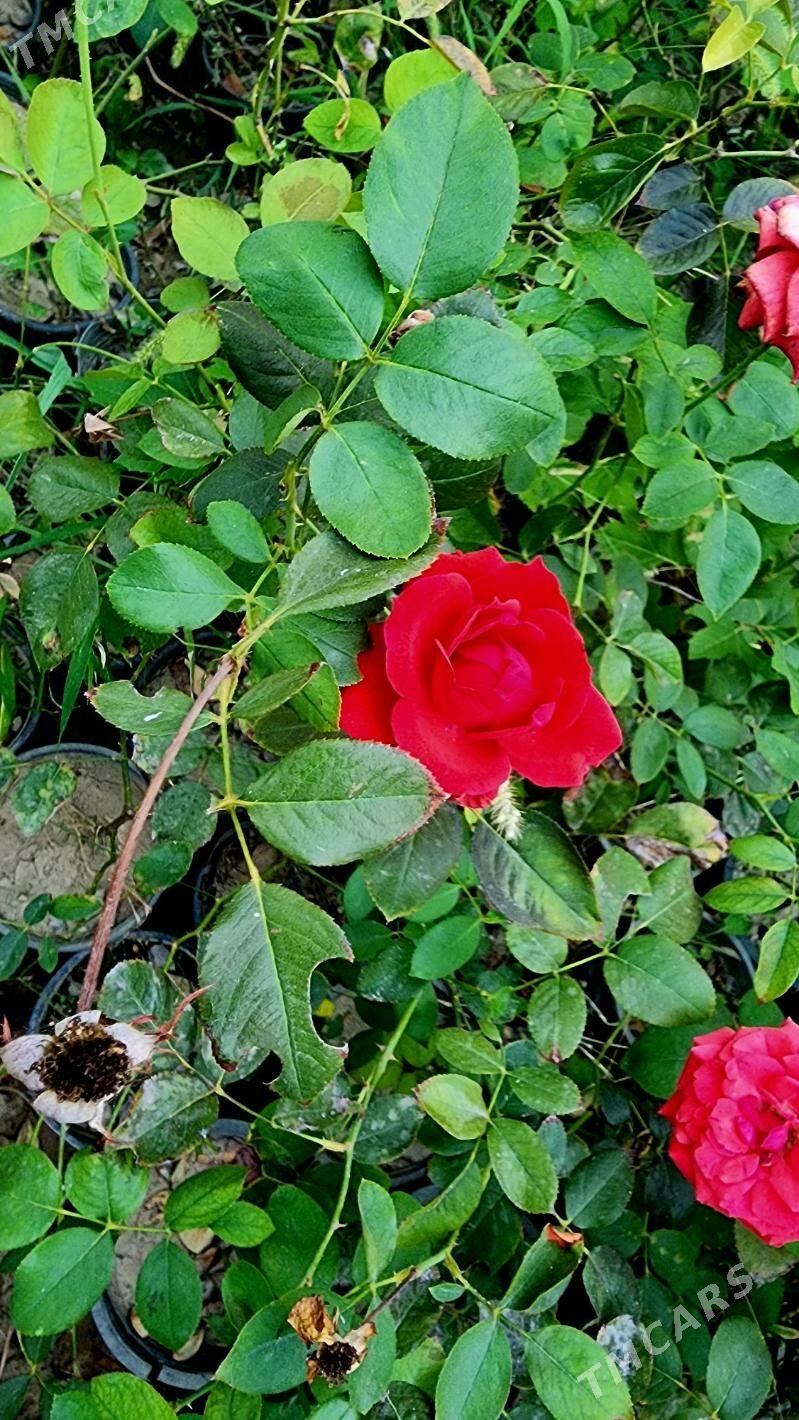 Roza .Bägül. Роза - Aşgabat - img 2