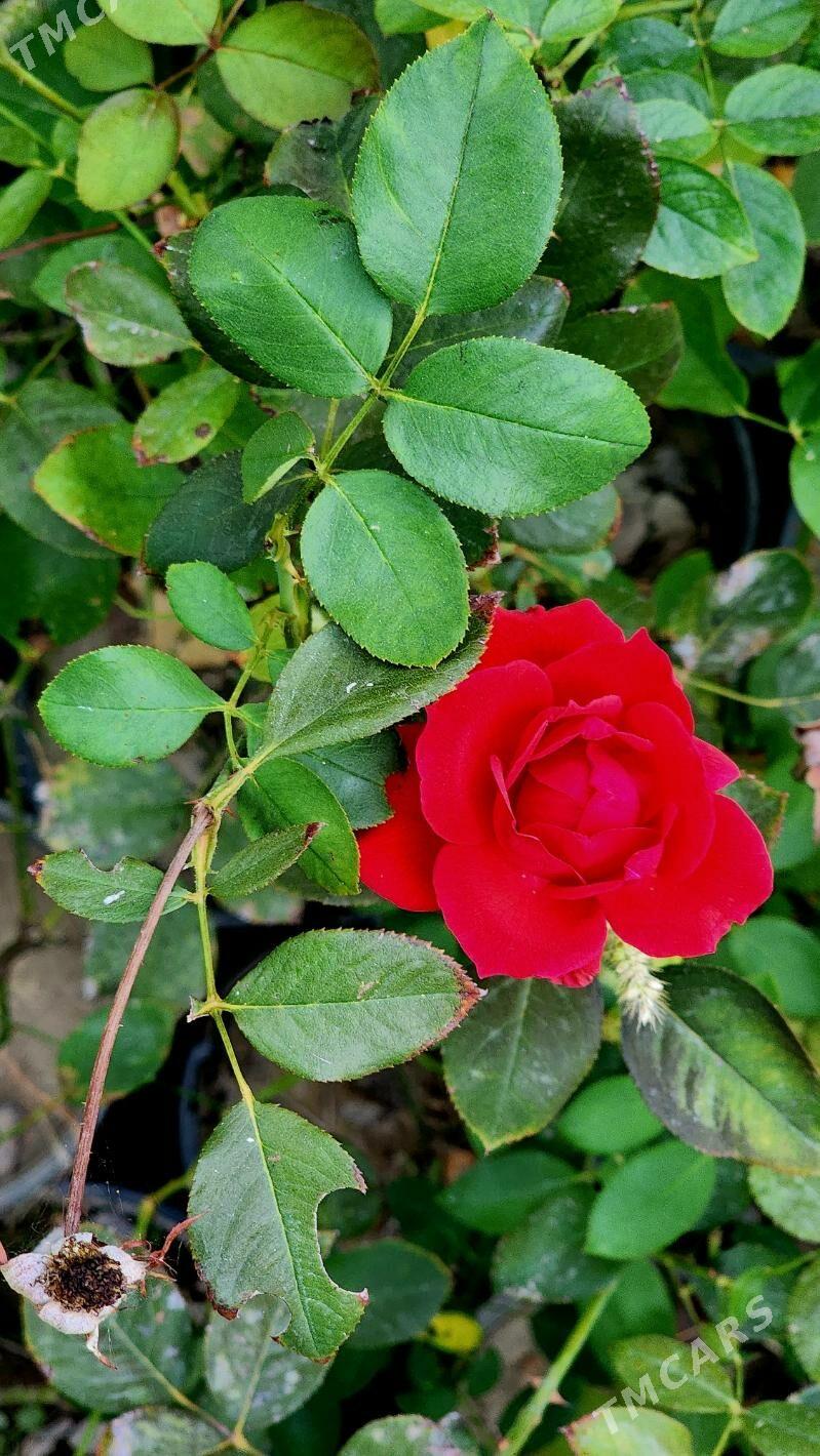 Roza .Bägül. Роза - Aşgabat - img 3