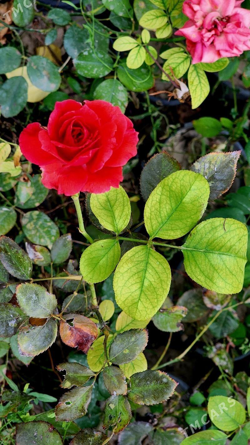 Roza .Bägül. Роза - Aşgabat - img 1