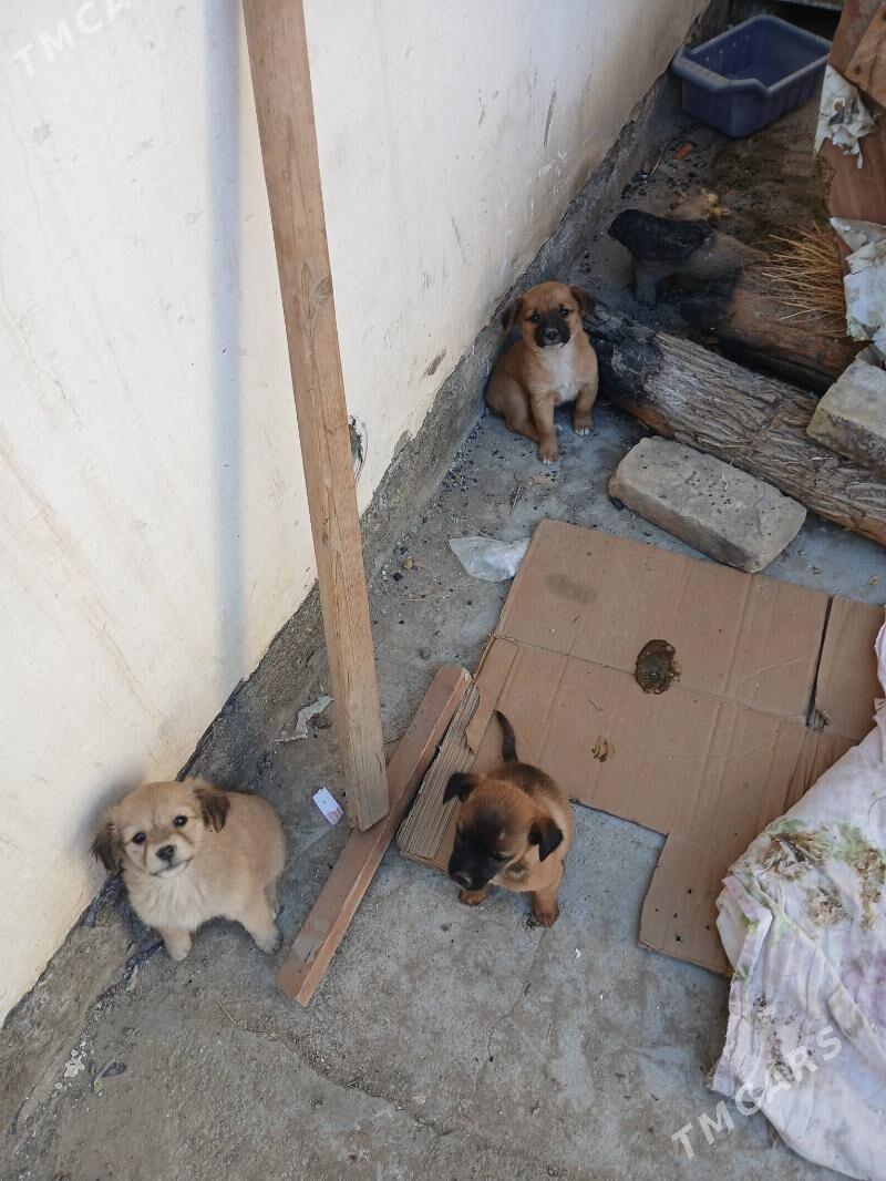 Dwornyashka shenochka iki sany - Туркменабат - img 2