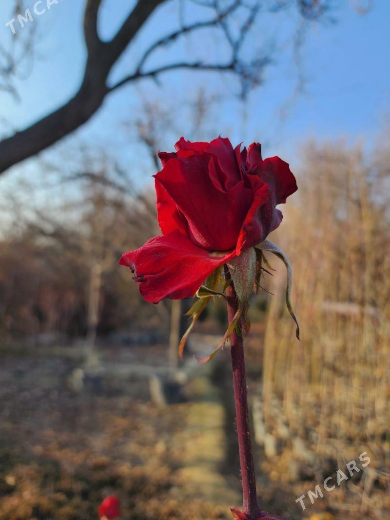 Roza .Bägül. Роза - Aşgabat - img 4