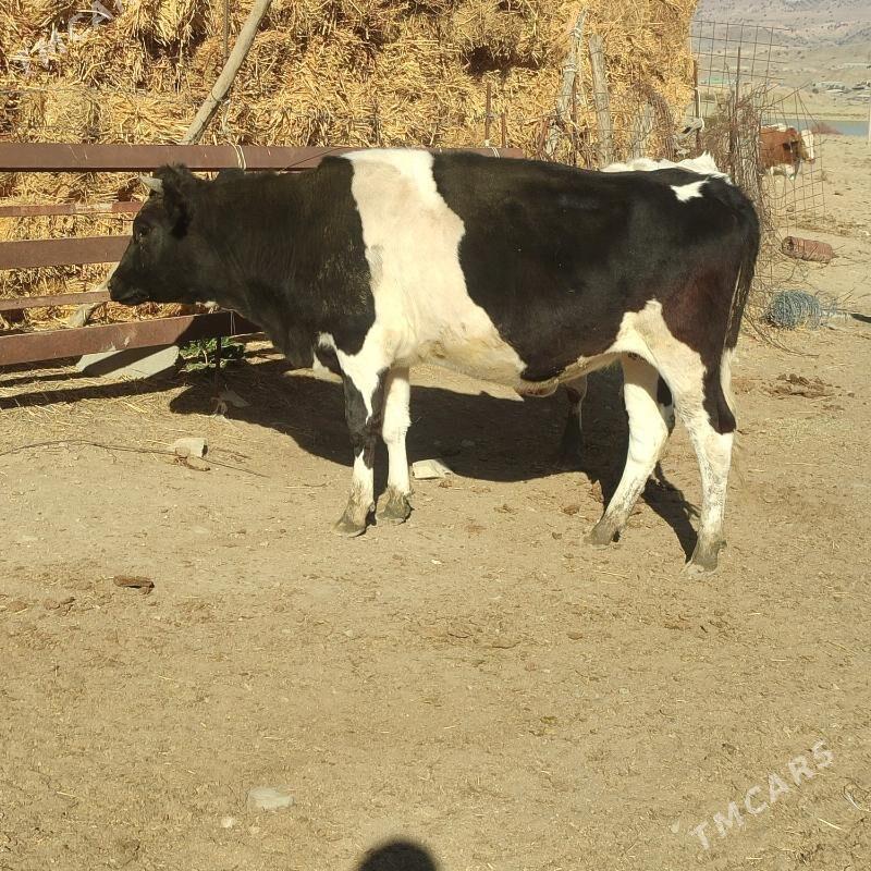 Tüwe - Бахарден - img 1