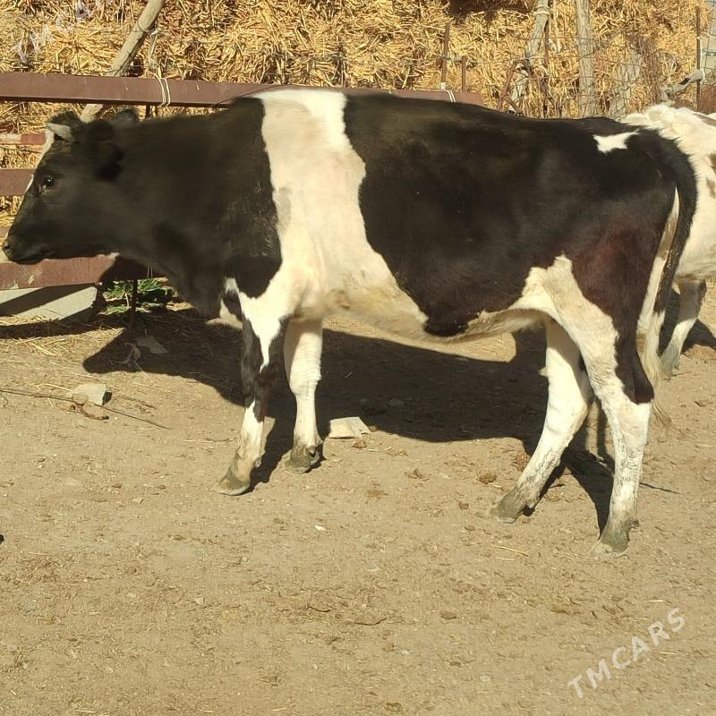 Tüwe - Бахарден - img 3