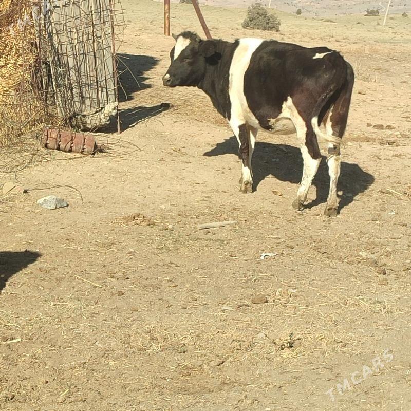 Tüwe - Бахарден - img 2