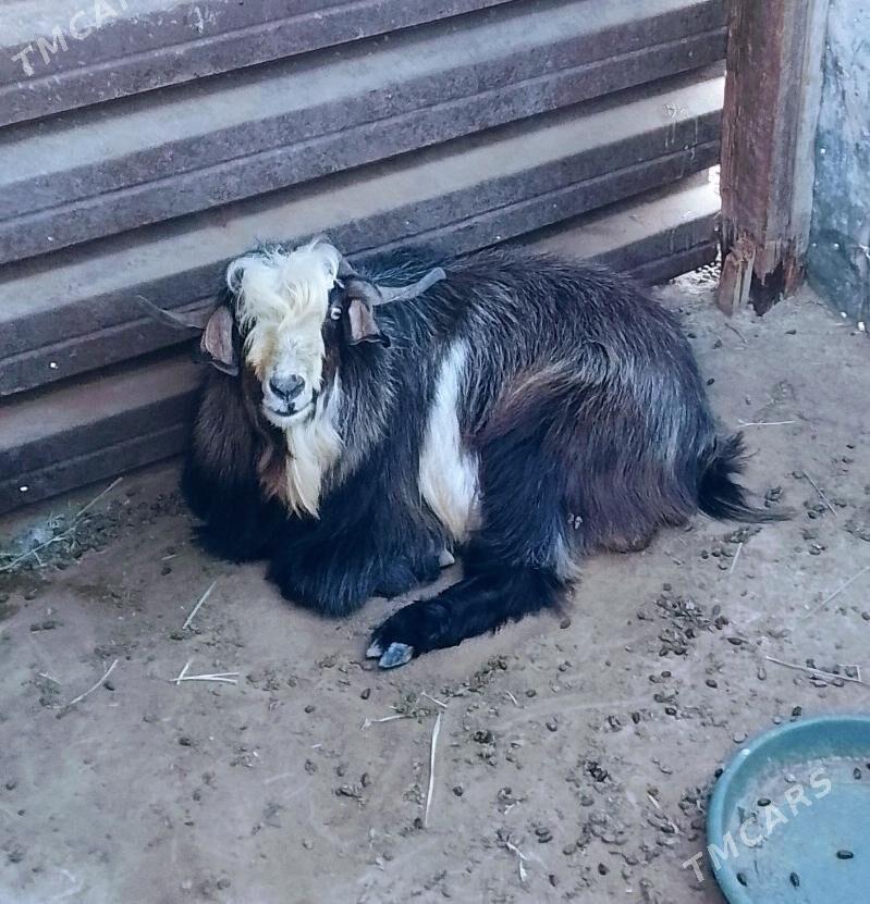 Geci teke - Jebel - img 1