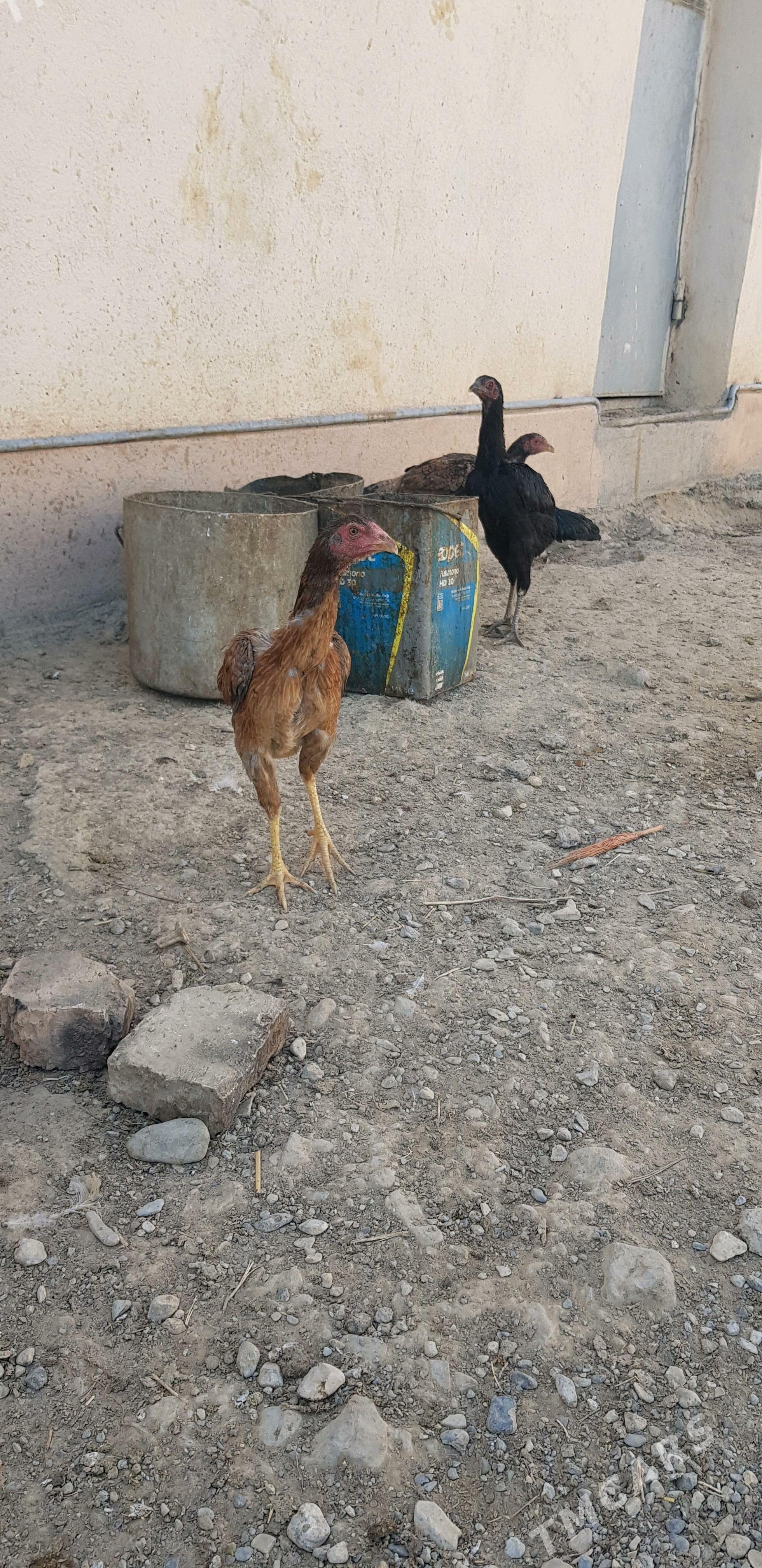 taskent juje - Гызыларбат - img 2