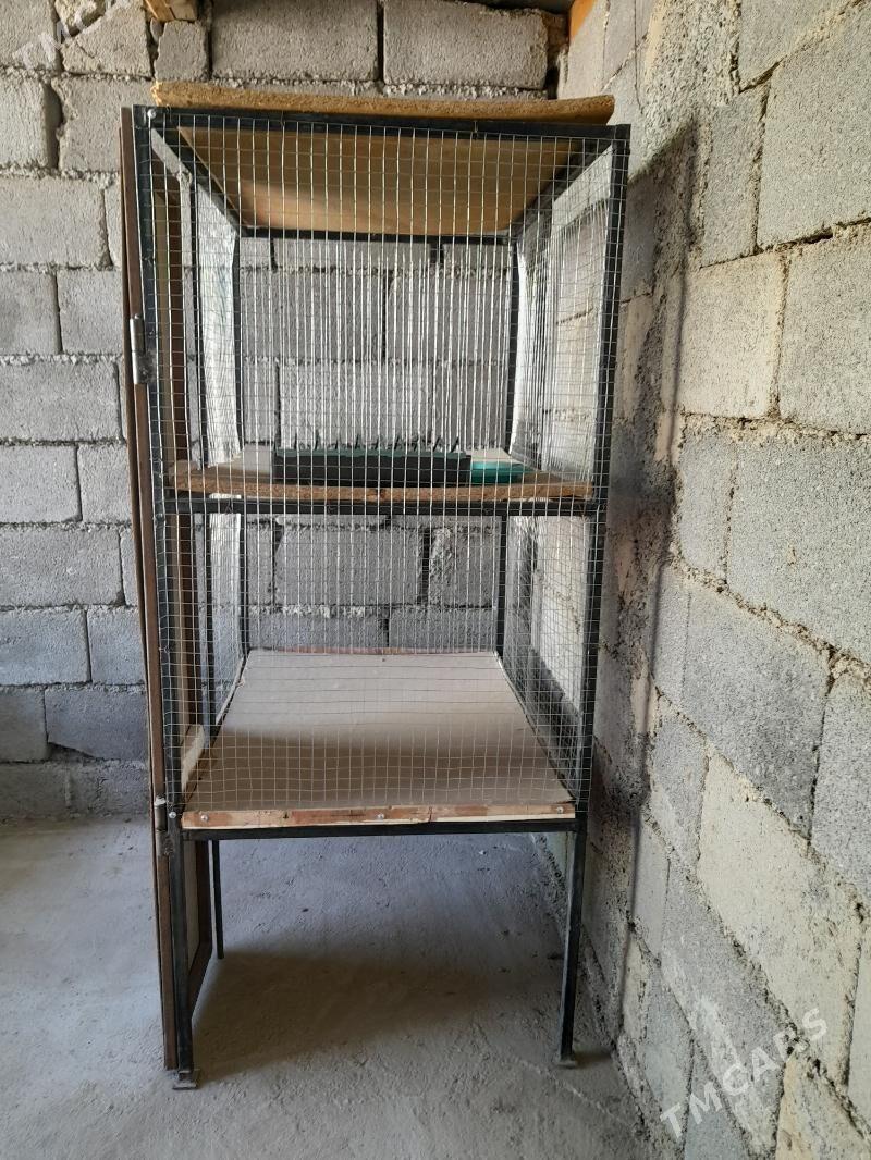 ketek - Бузмеин - img 3