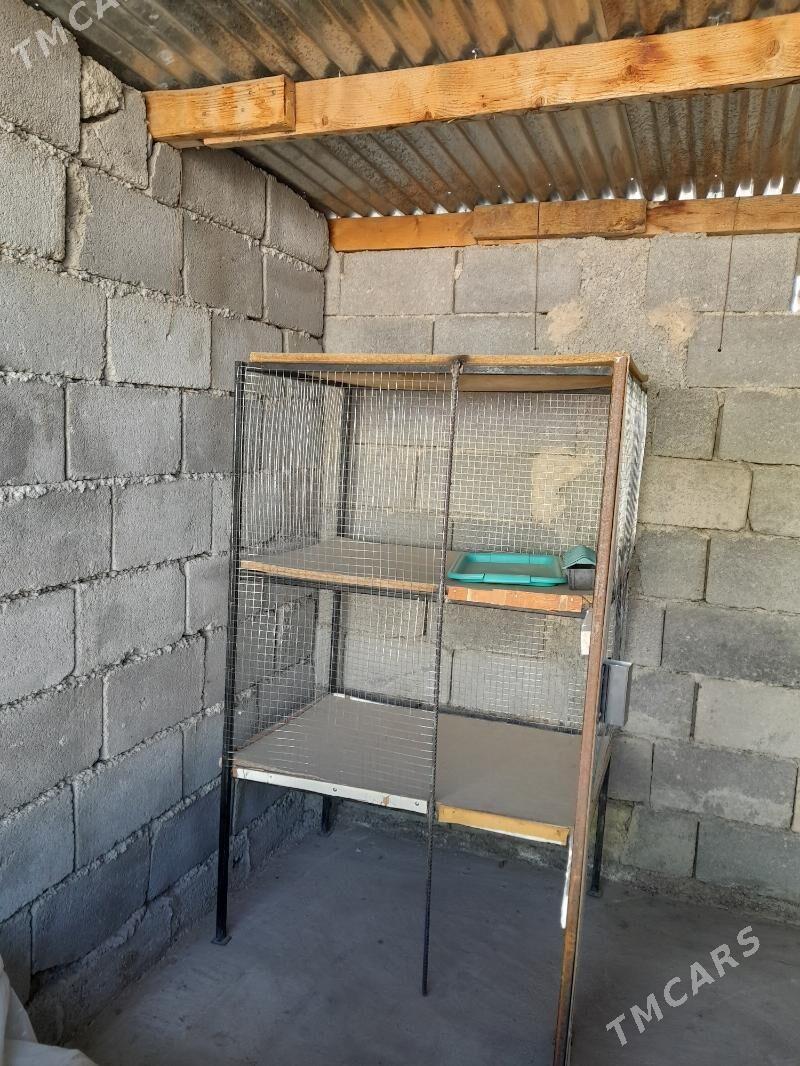 ketek - Бузмеин - img 2