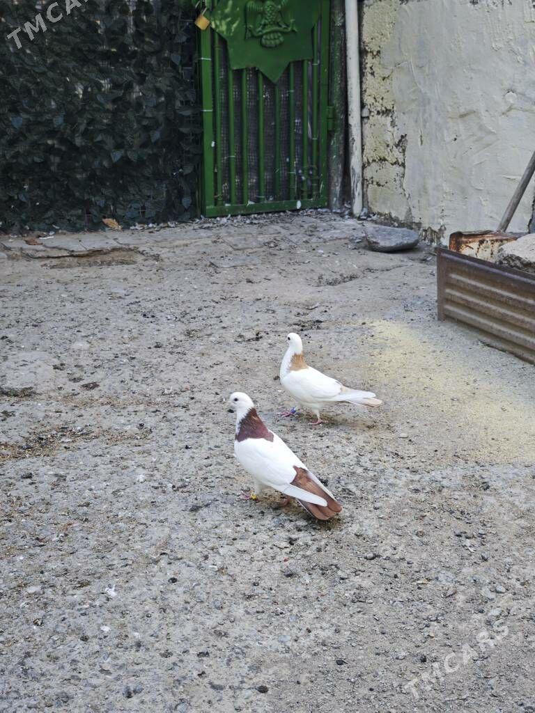 голуби пара - Ашхабад - img 2