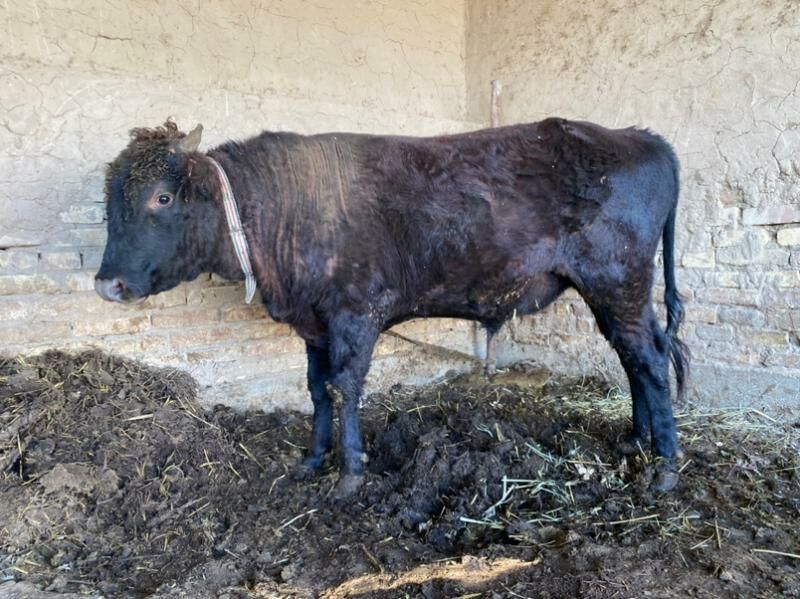 okuz - Мары - img 3