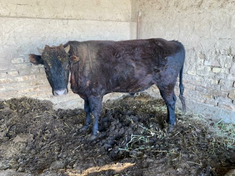 okuz - Мары - img 2