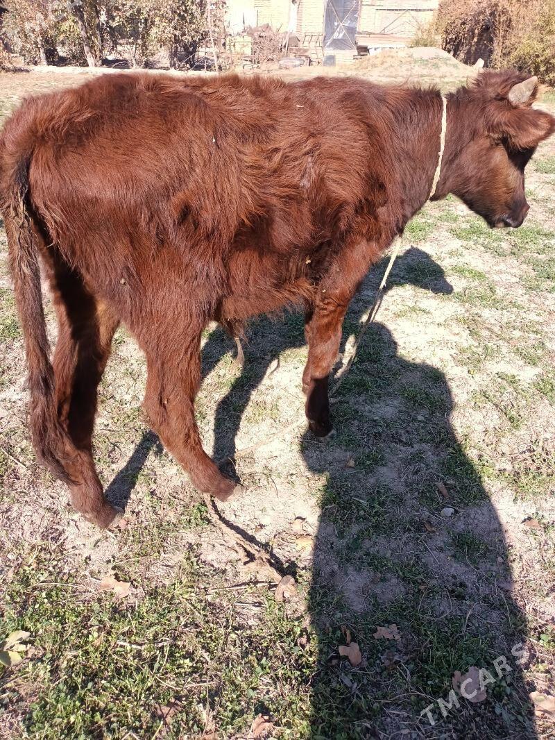 öküz ve unajin - Чарджоу - img 2