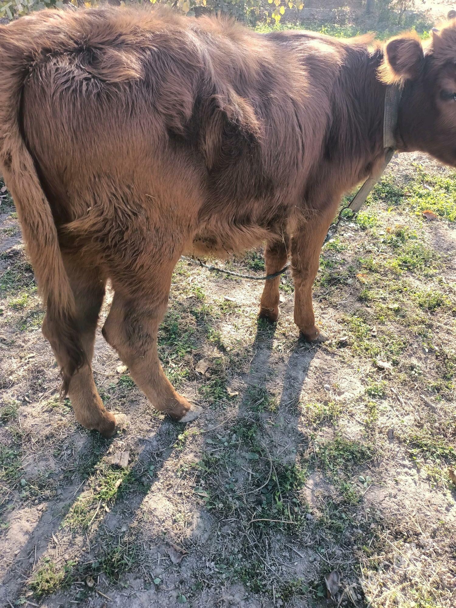 öküz ve unajin - Чарджоу - img 6