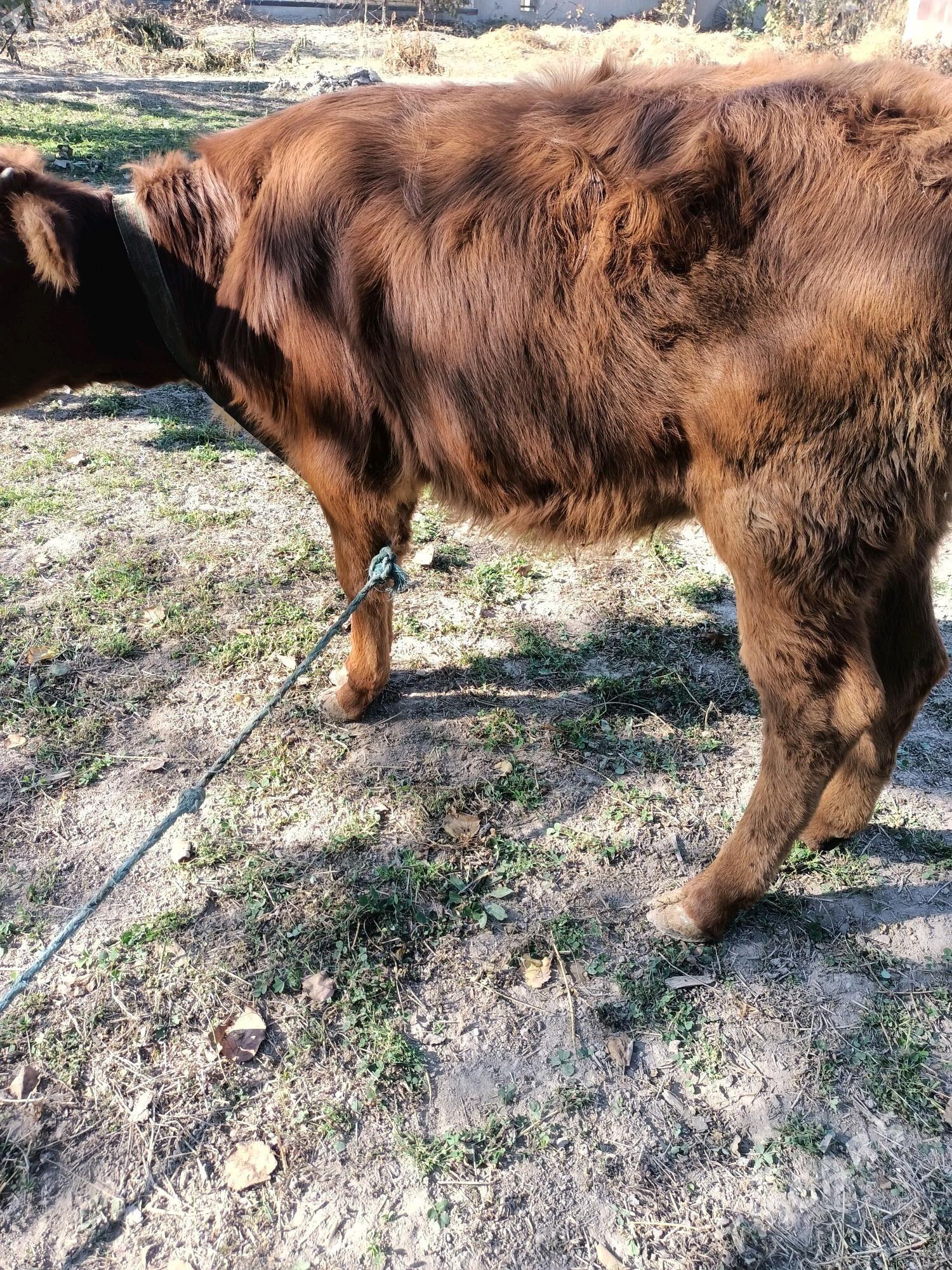 öküz ve unajin - Чарджоу - img 4