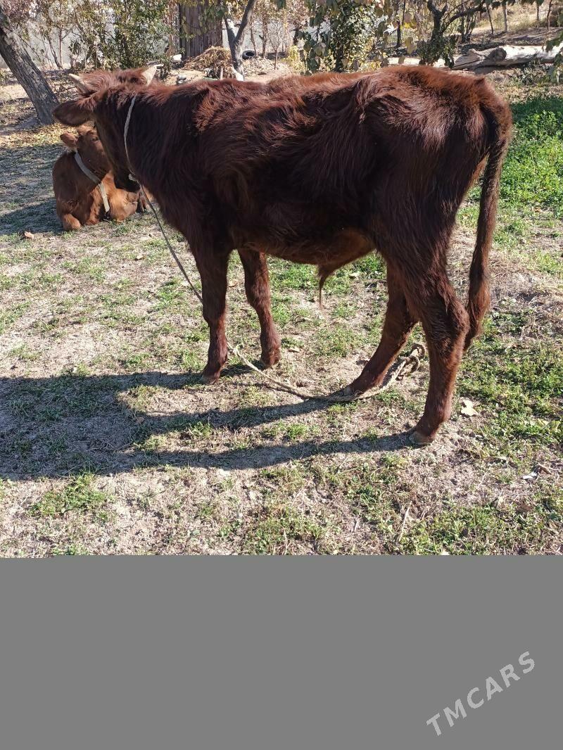 öküz ve unajin - Чарджоу - img 3