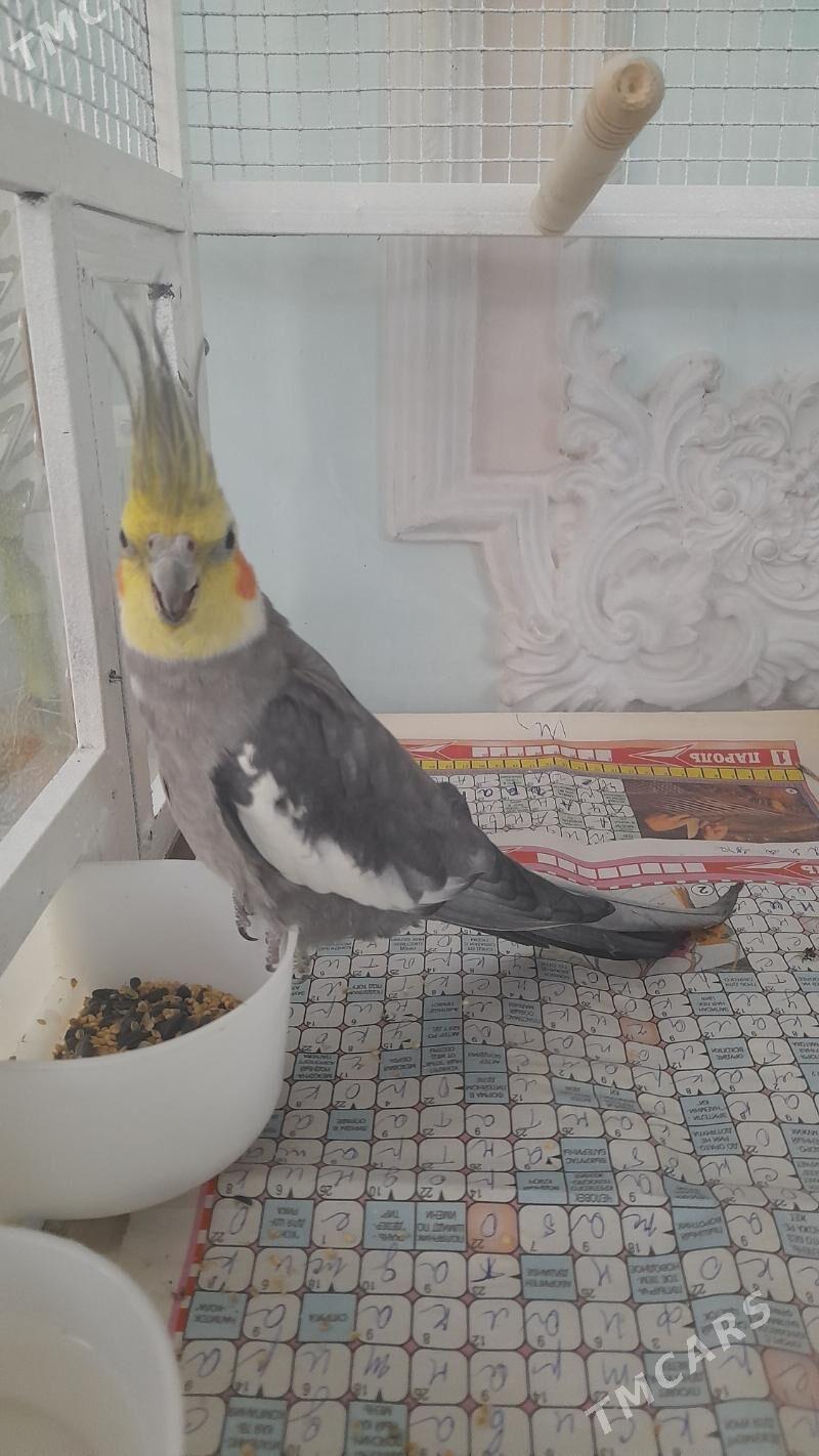 карелла мальчик+девочка - Kim raýon - img 1