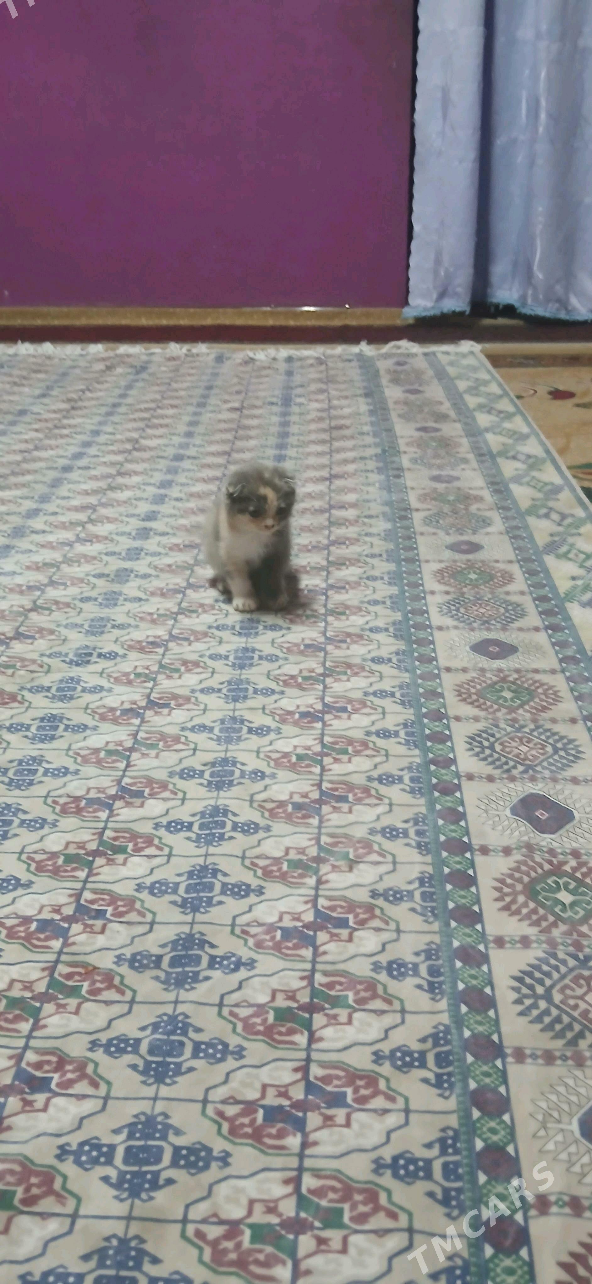 шотландская кошка - Туркменабат - img 2