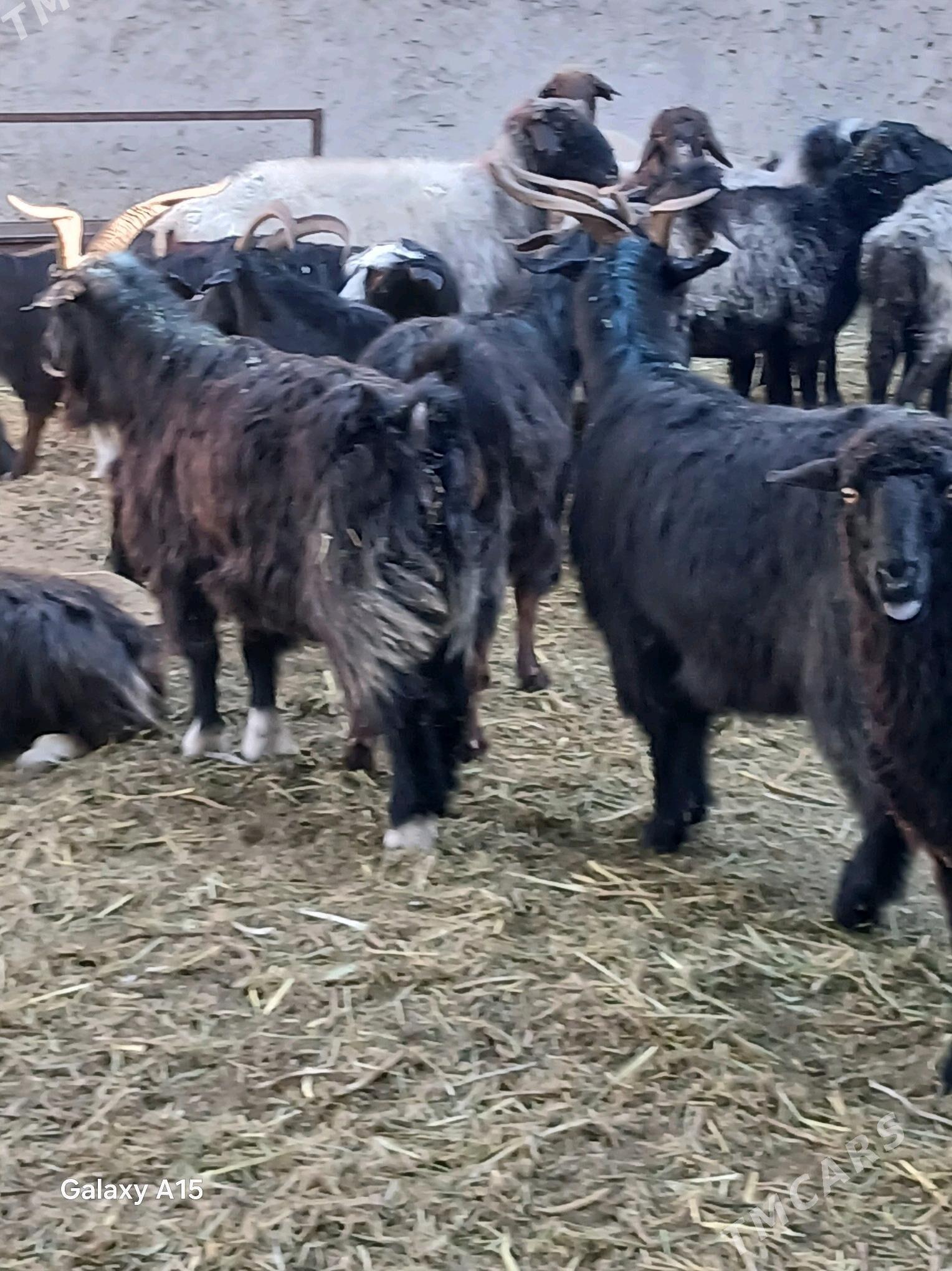 Овнук маллар - Гарадамак - img 2